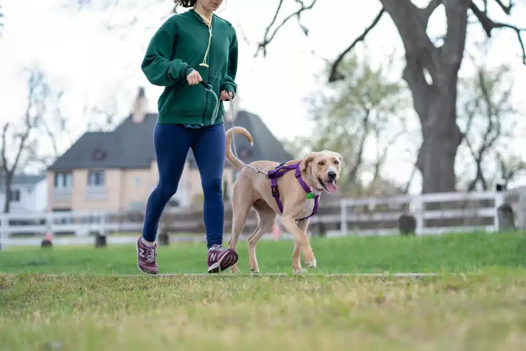 Pets as Fitness Motivators - Animal bonding with humans