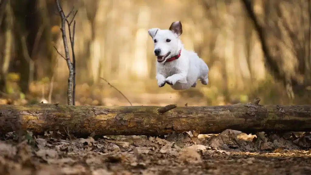 Pets as Fitness Motivators - dog boarding near me