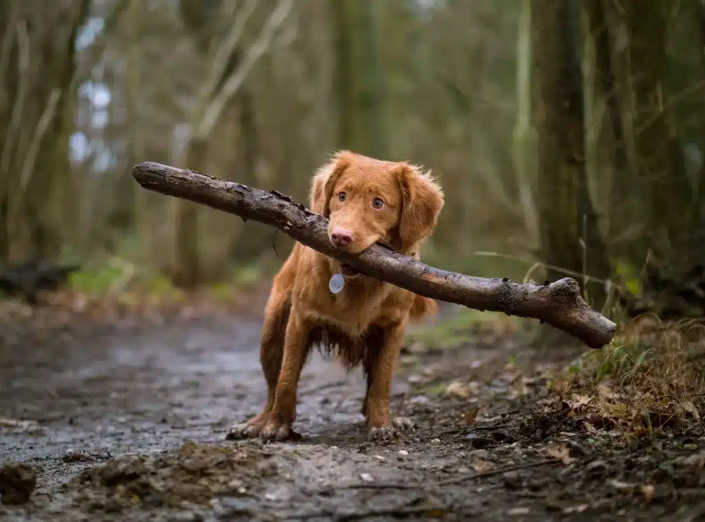 10 ways to keep your teeth healthy - teeth cleaning kit for dogs